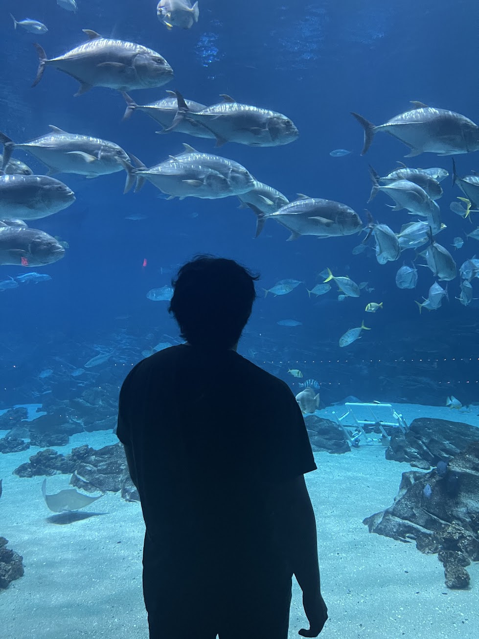 Geonhee Lee reflecting at aquarium - contemplative moment representing personal growth and introspection